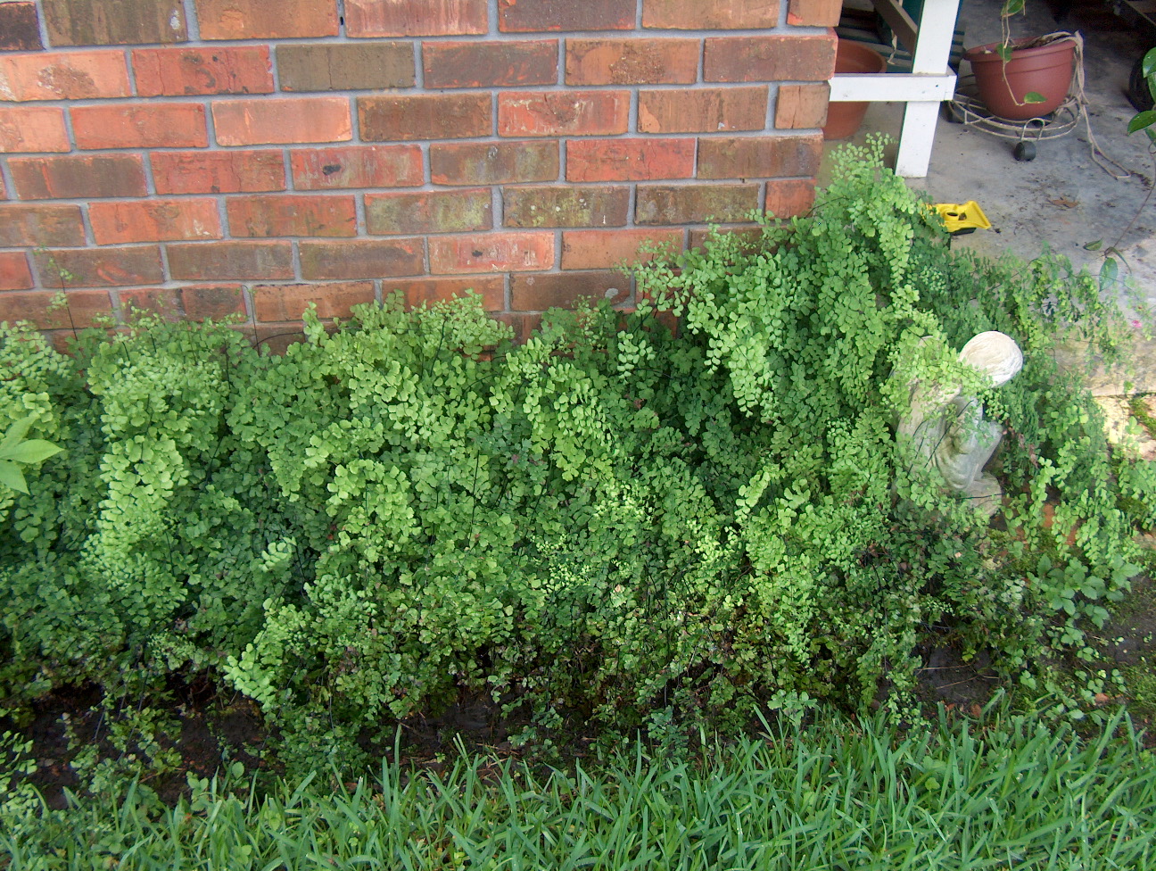 Adiantum capillus-veneris / Southern Maidenhair Fern