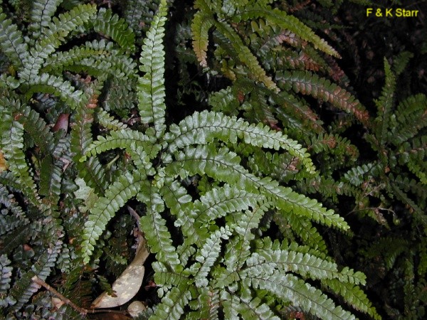 Adiantum hispidulum / Rough Maidenhair Fern