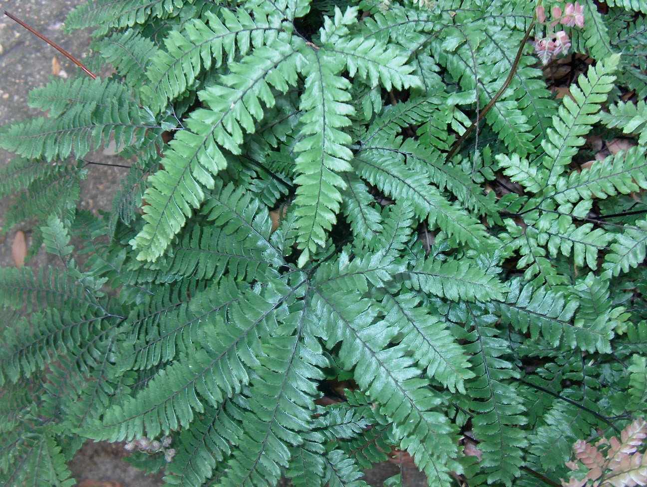 Adiantum pedatum  / Northern Maidenhair Fern