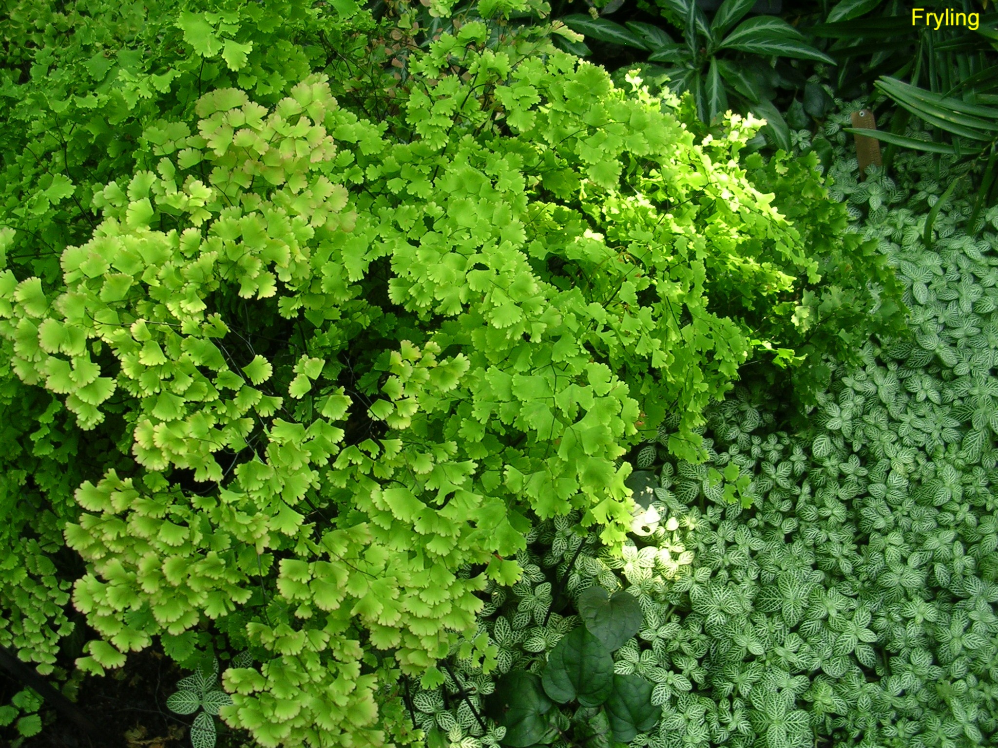 Adiantum tenerum 'Farleyense' / Farley Maidenhair Fern