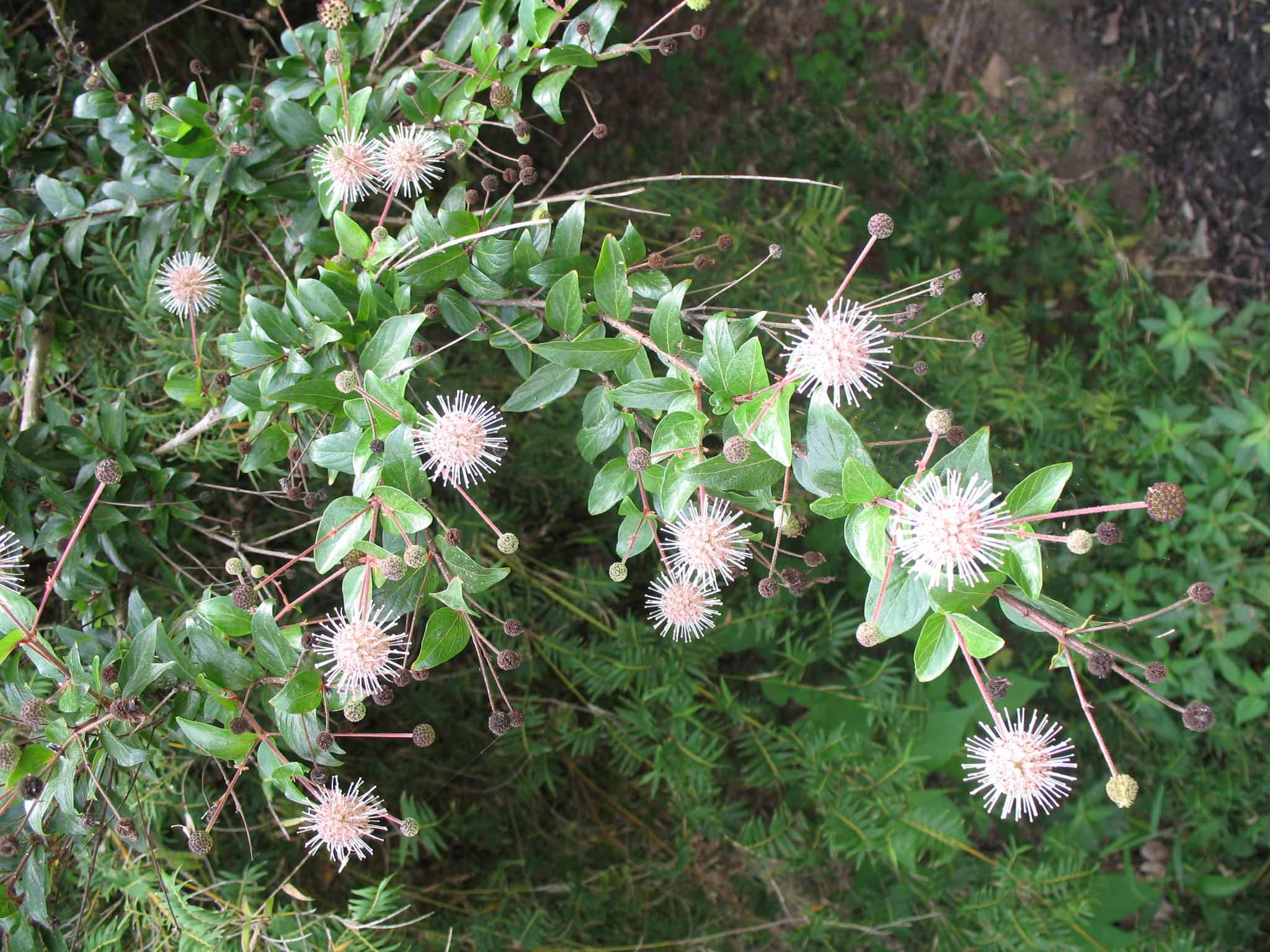 Adina rubella / Chinese Buttonbush