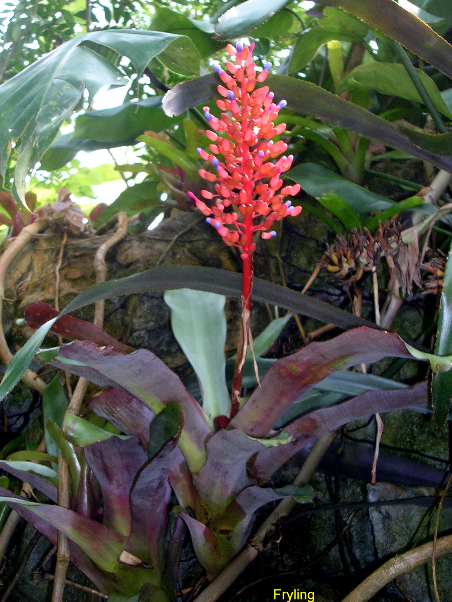 Aechmea species / Aechmea Bromeliad