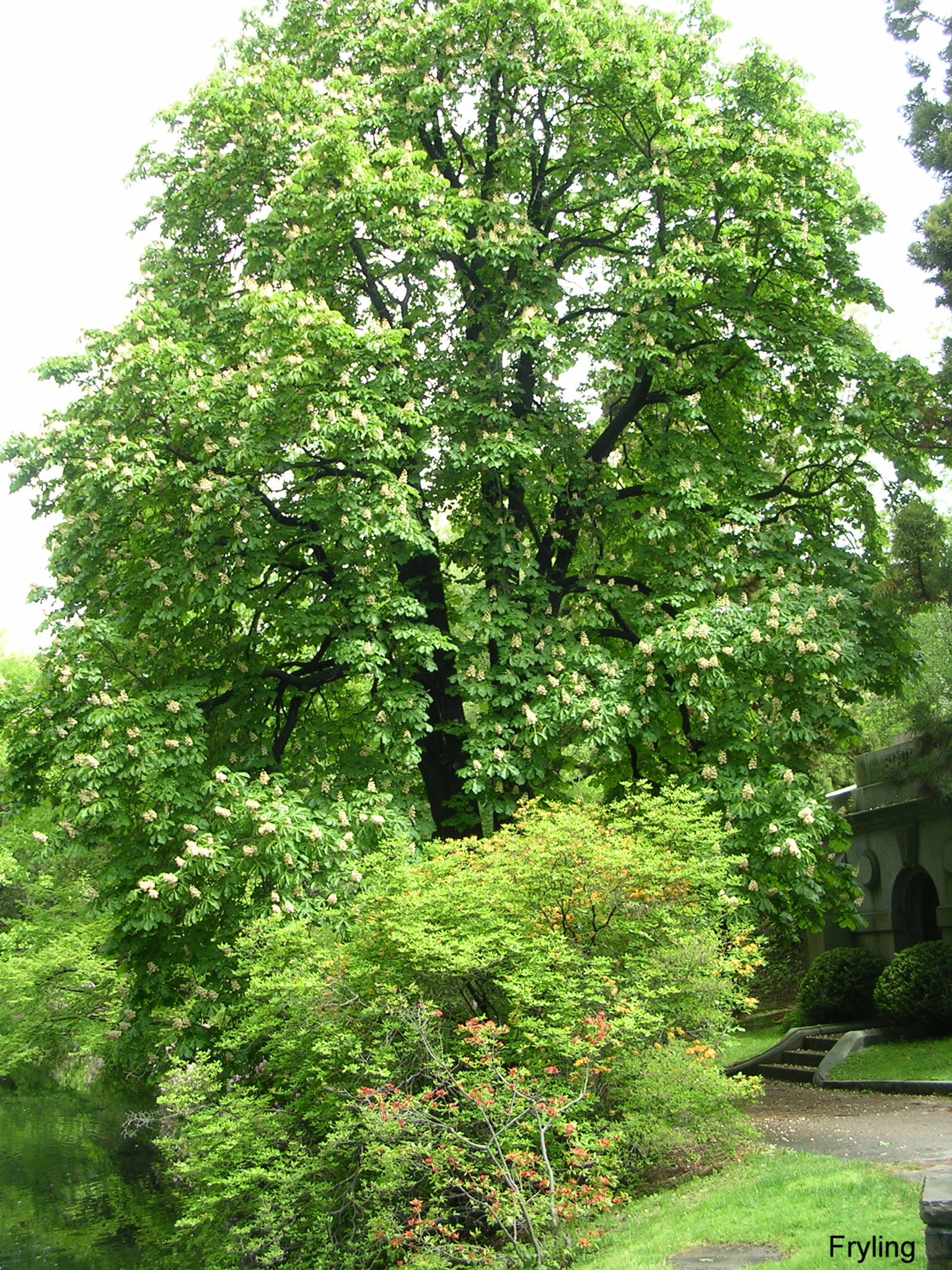 Aesculus hippocastanum 'Baumannii'  / Baumann Common Horsechestnut