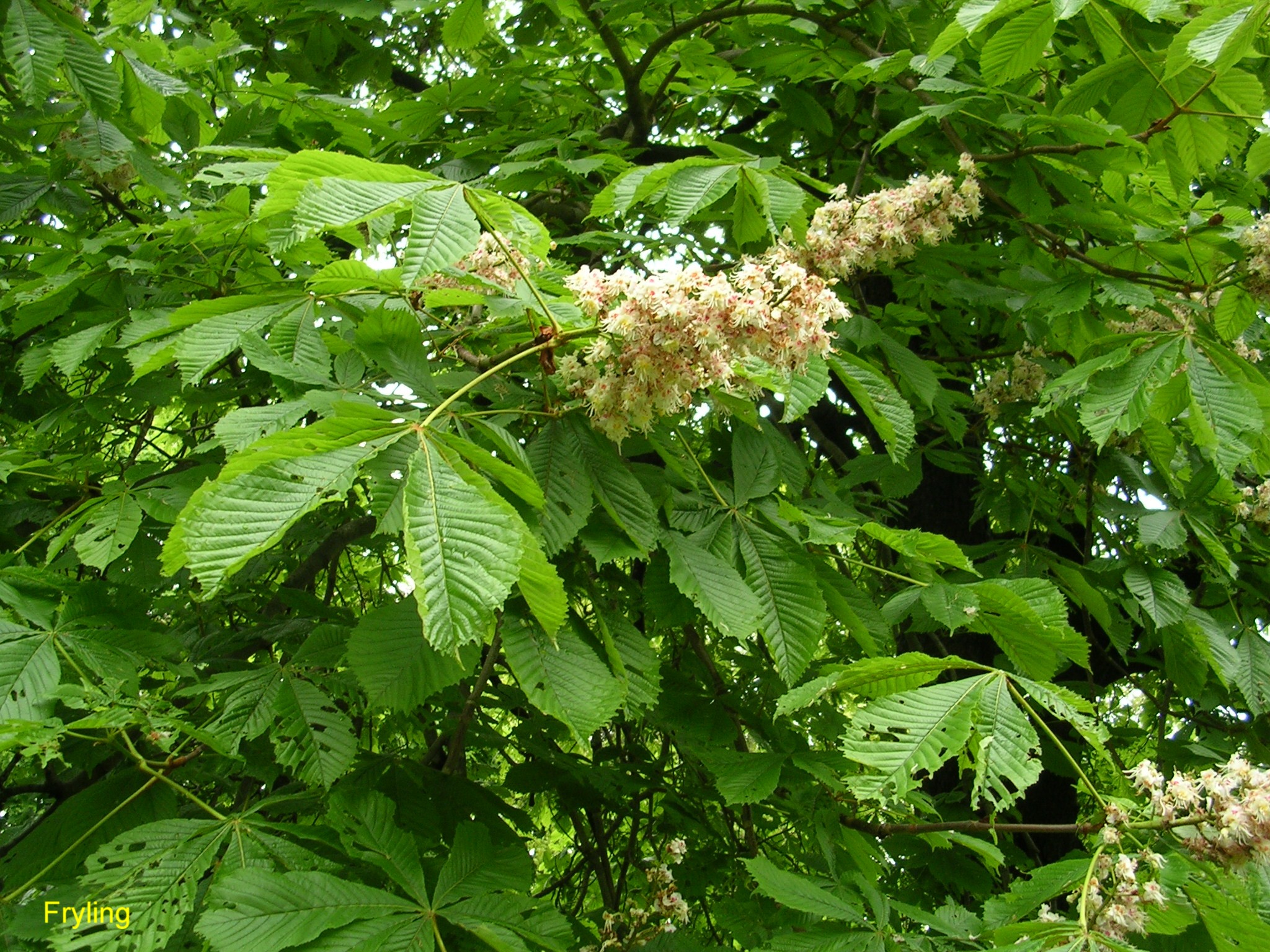 Aesculus hippocastanum / Aesculus hippocastanum