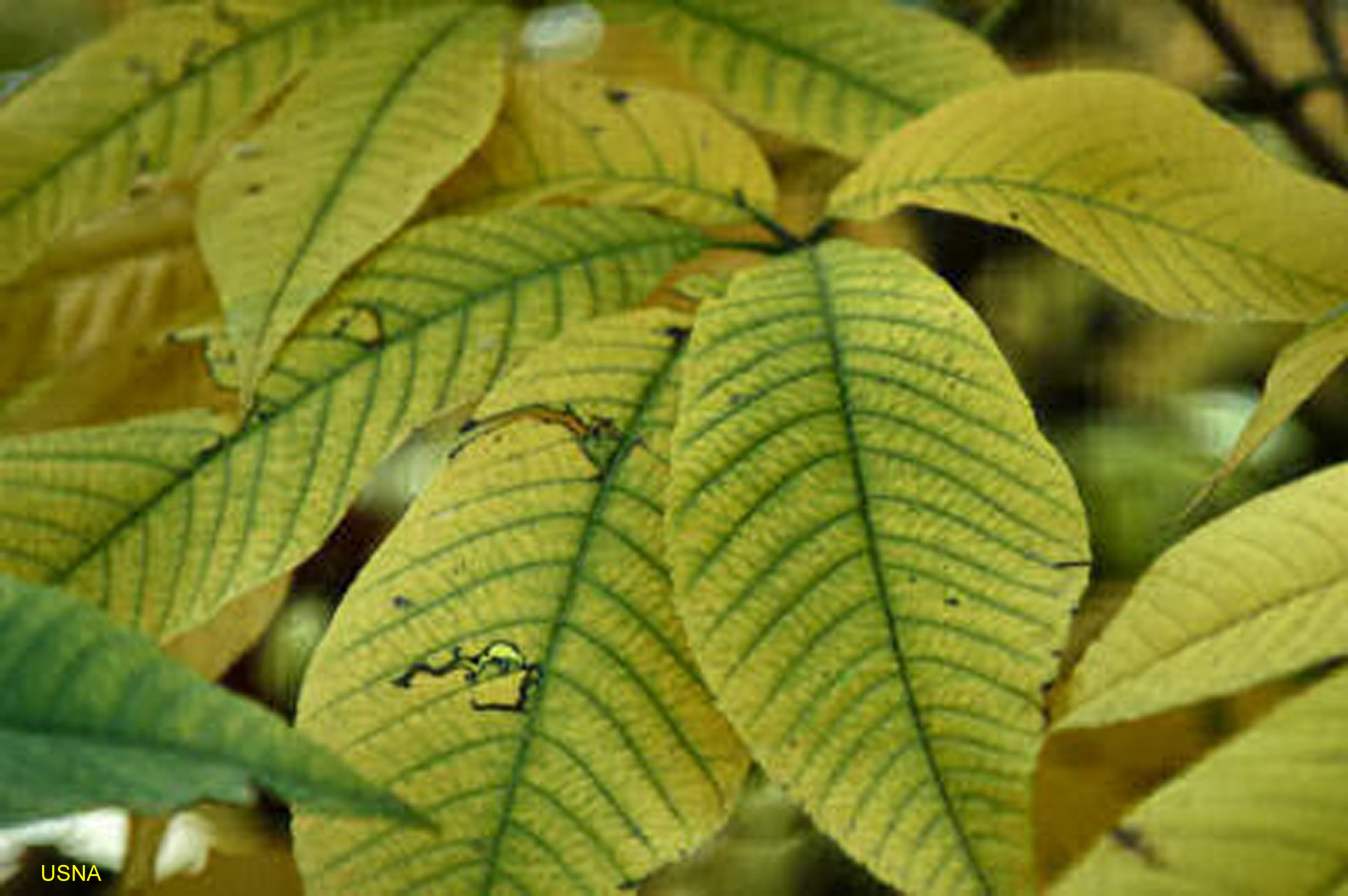 Aesculus parviflora / Aesculus parviflora