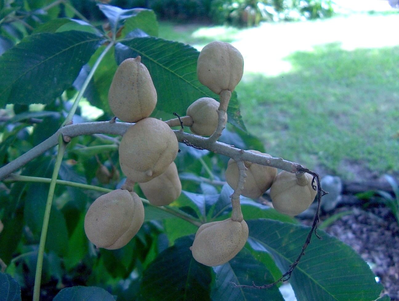 Aesculus pavia / Red Buckeye