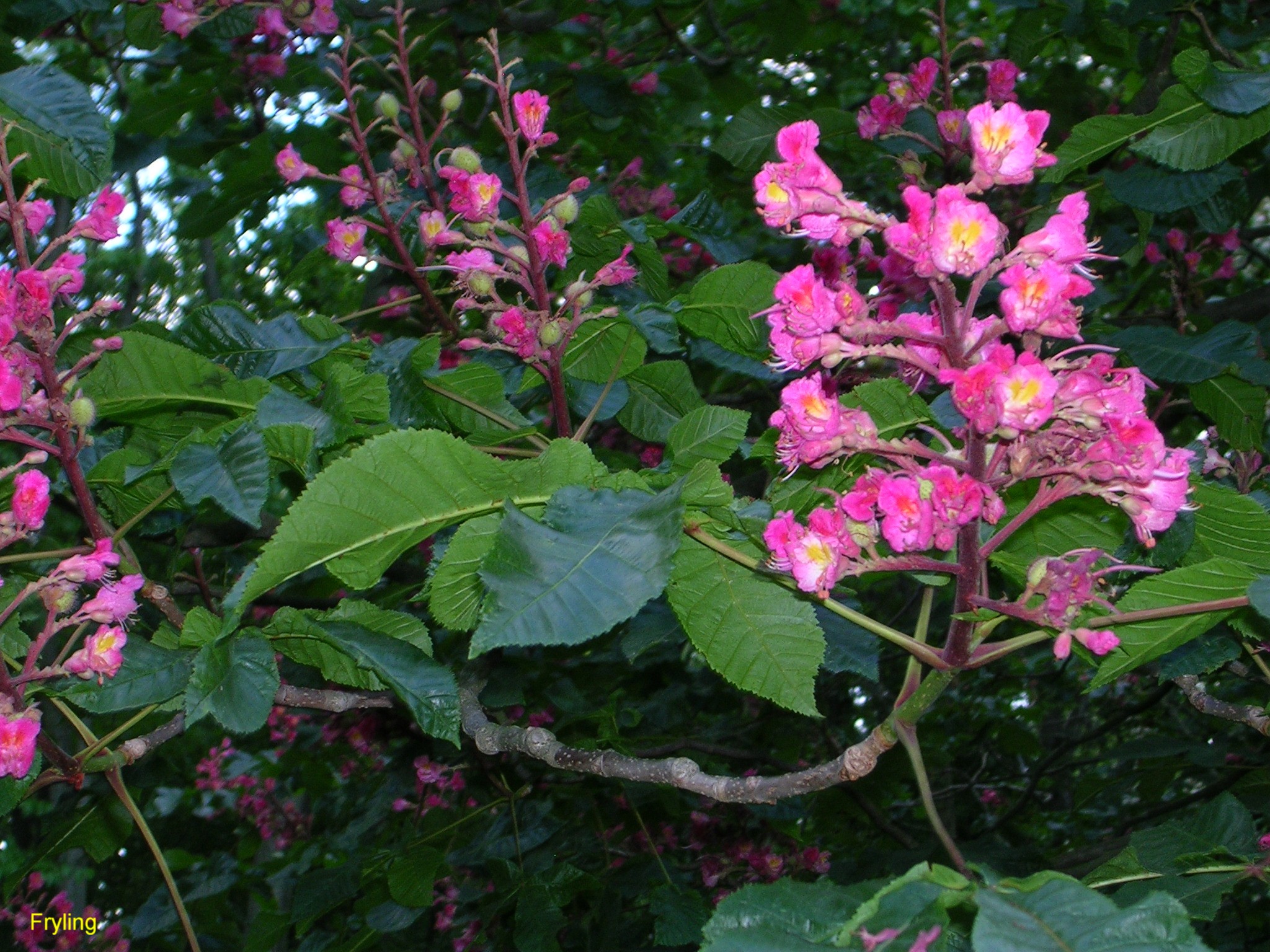 Aesculus x carnea / Red Horsechestnut