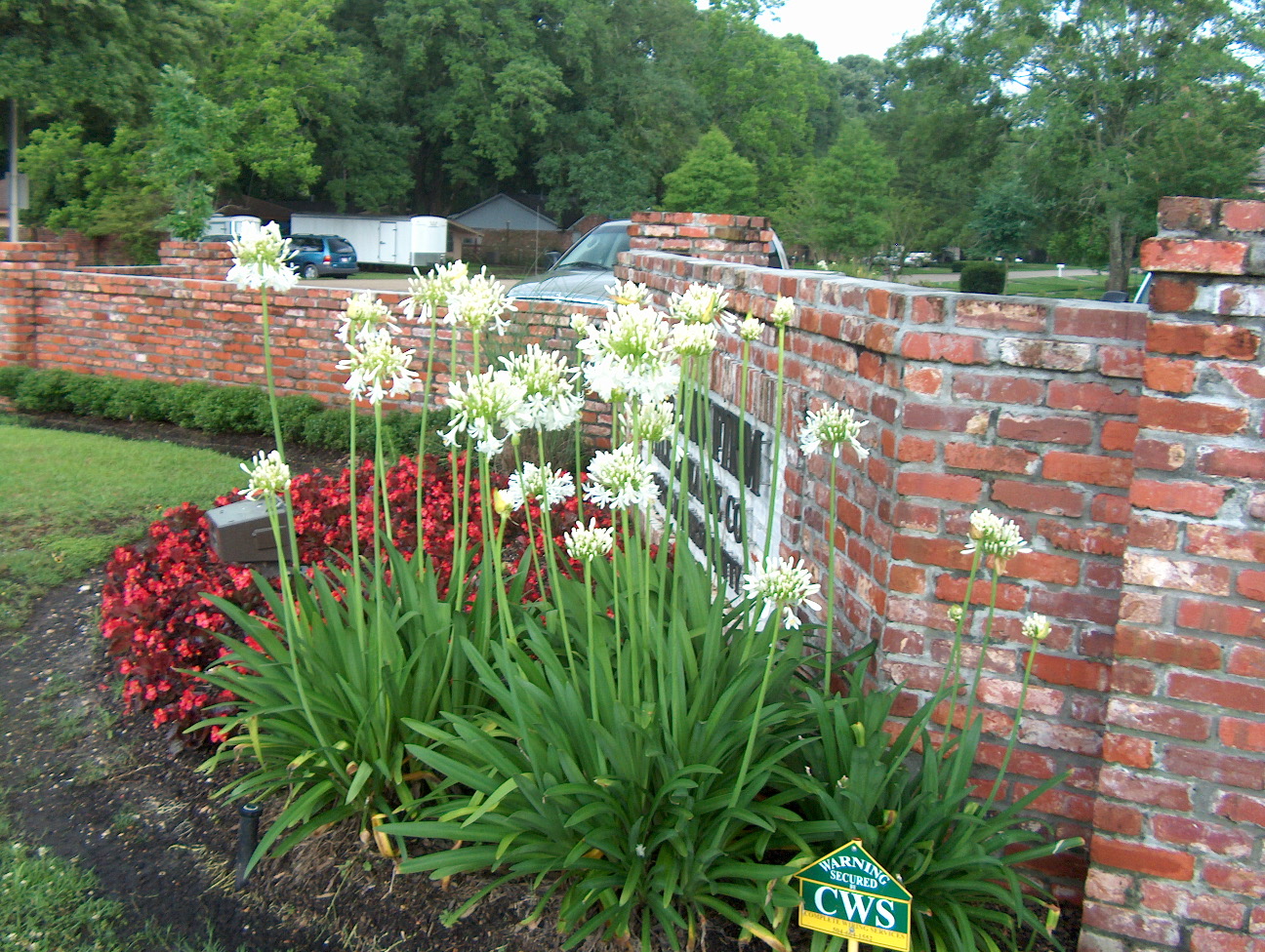 Agapanthus africanus 'Albus'  / White Lily of the Nile