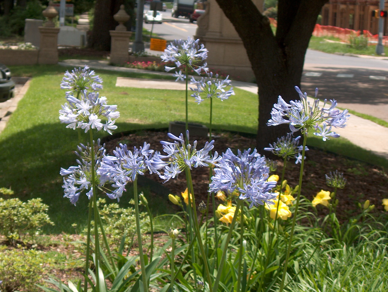 Agapanthus africanus / Lily of the Nile