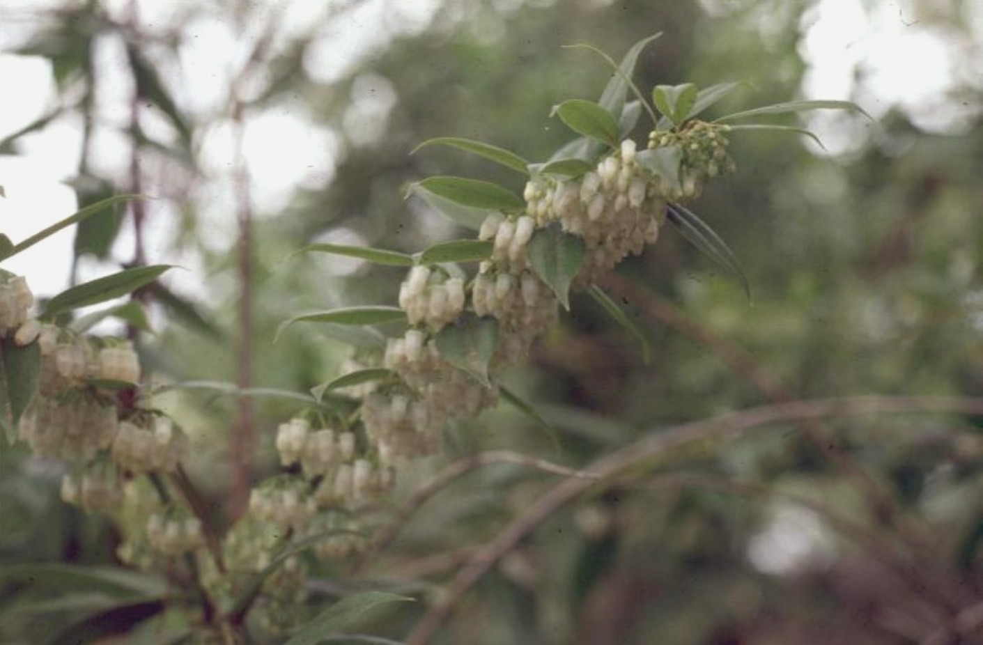 Agarista populifolia / Florida Leucothoe, Pipestem