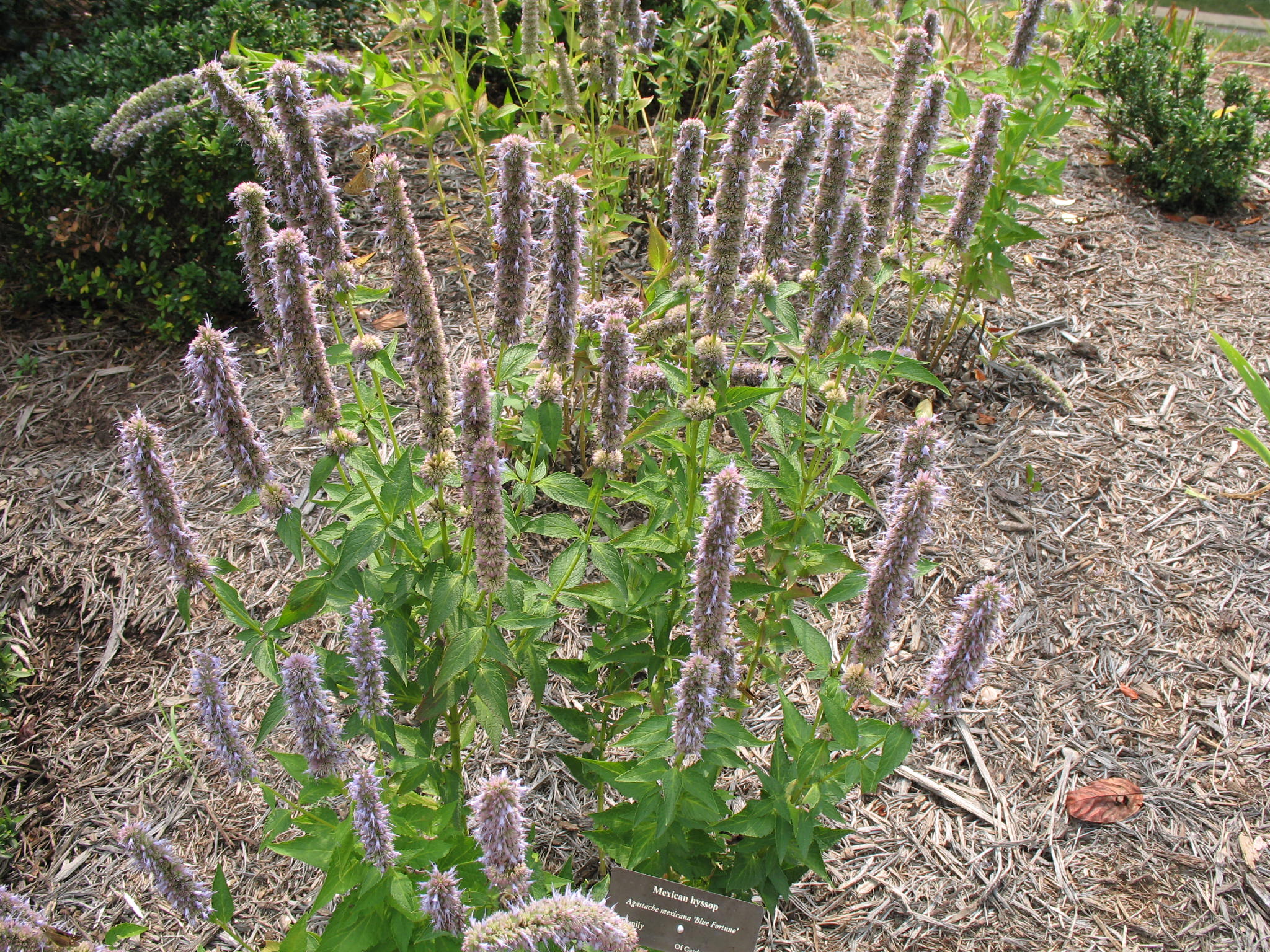 Agastache foeniculum 'Blue Fortune'   / Agastache foeniculum 'Blue Fortune'  