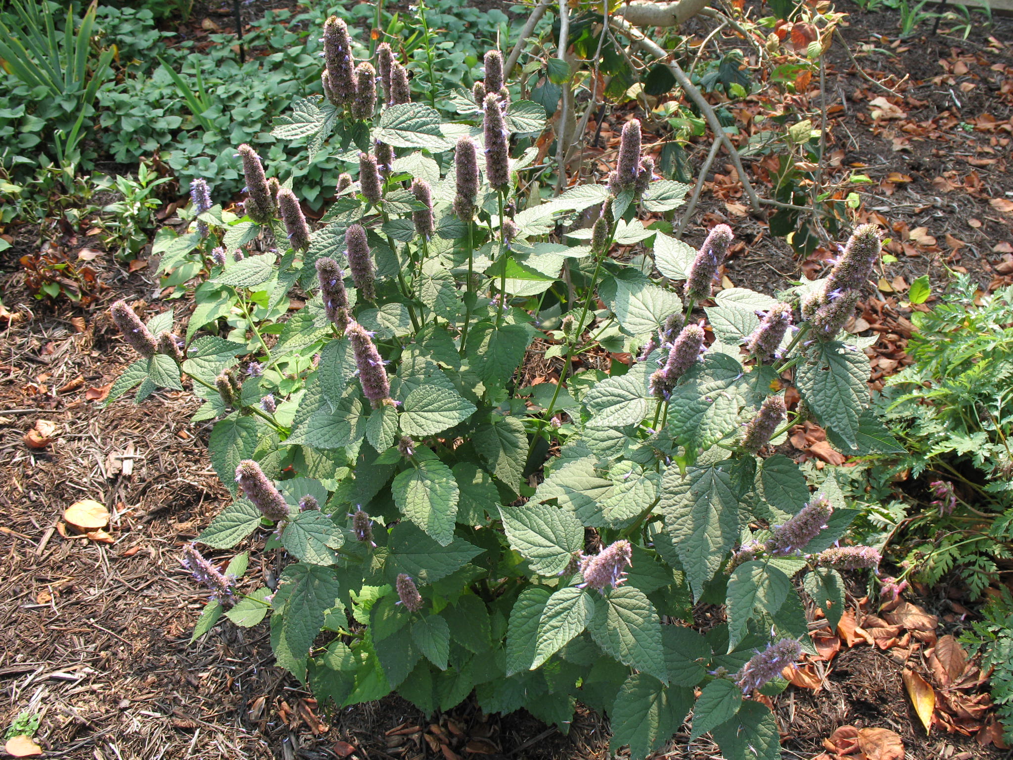 Agastache foeniculum   / Anise Hyssop