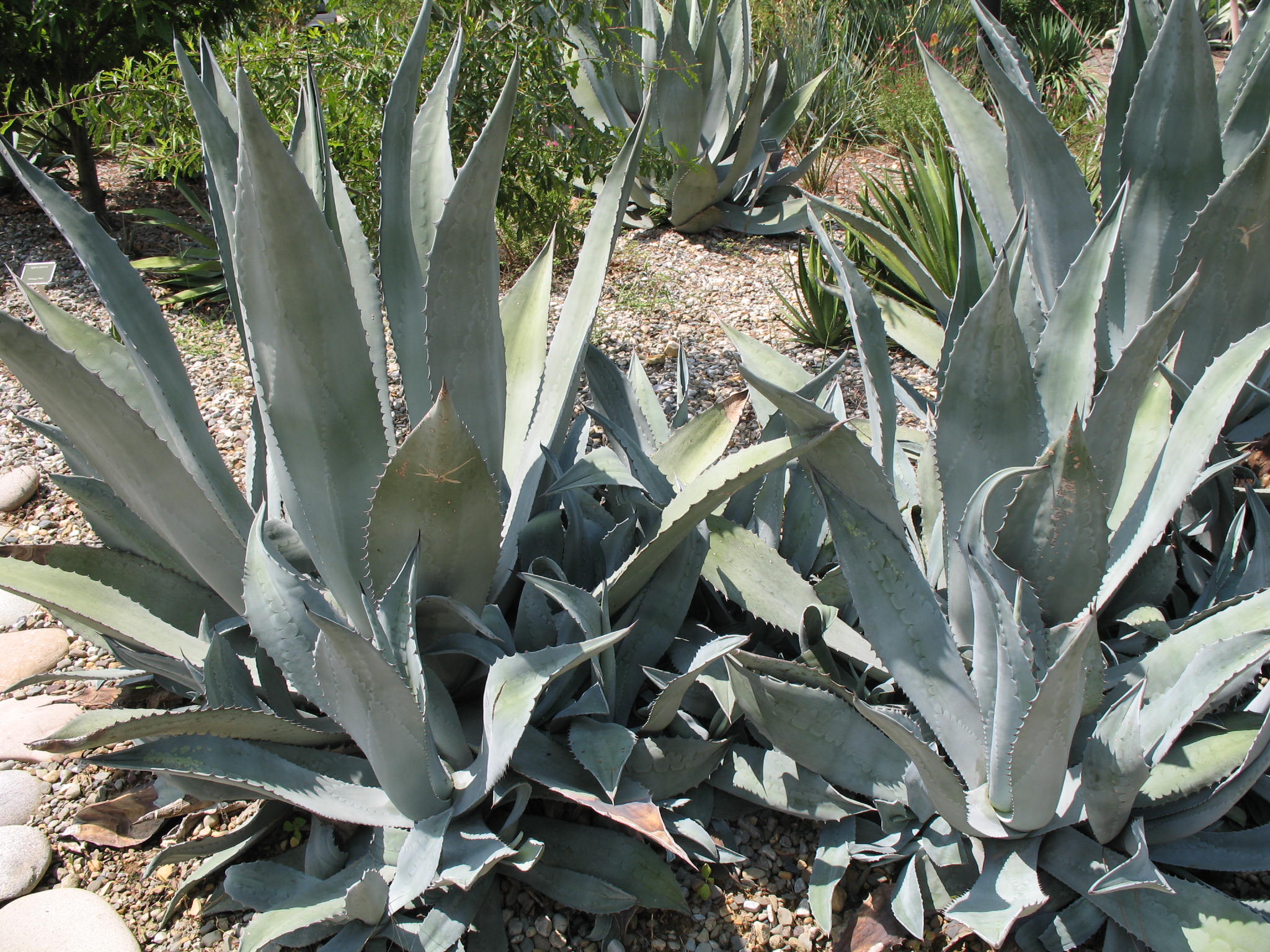 Agave americana / Century Plant