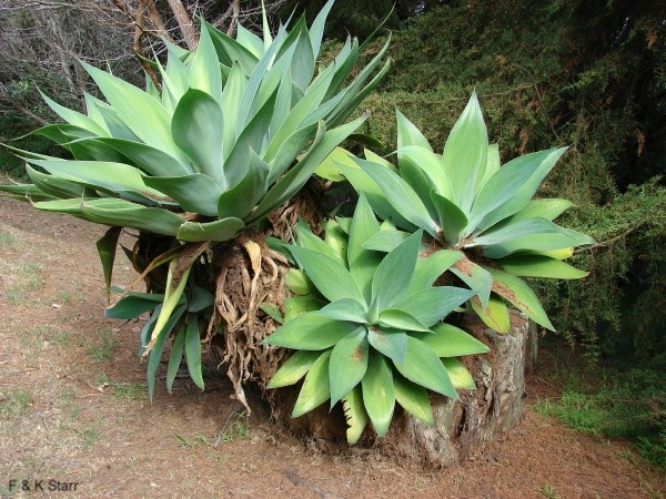 Agave attenuata / Agave attenuata
