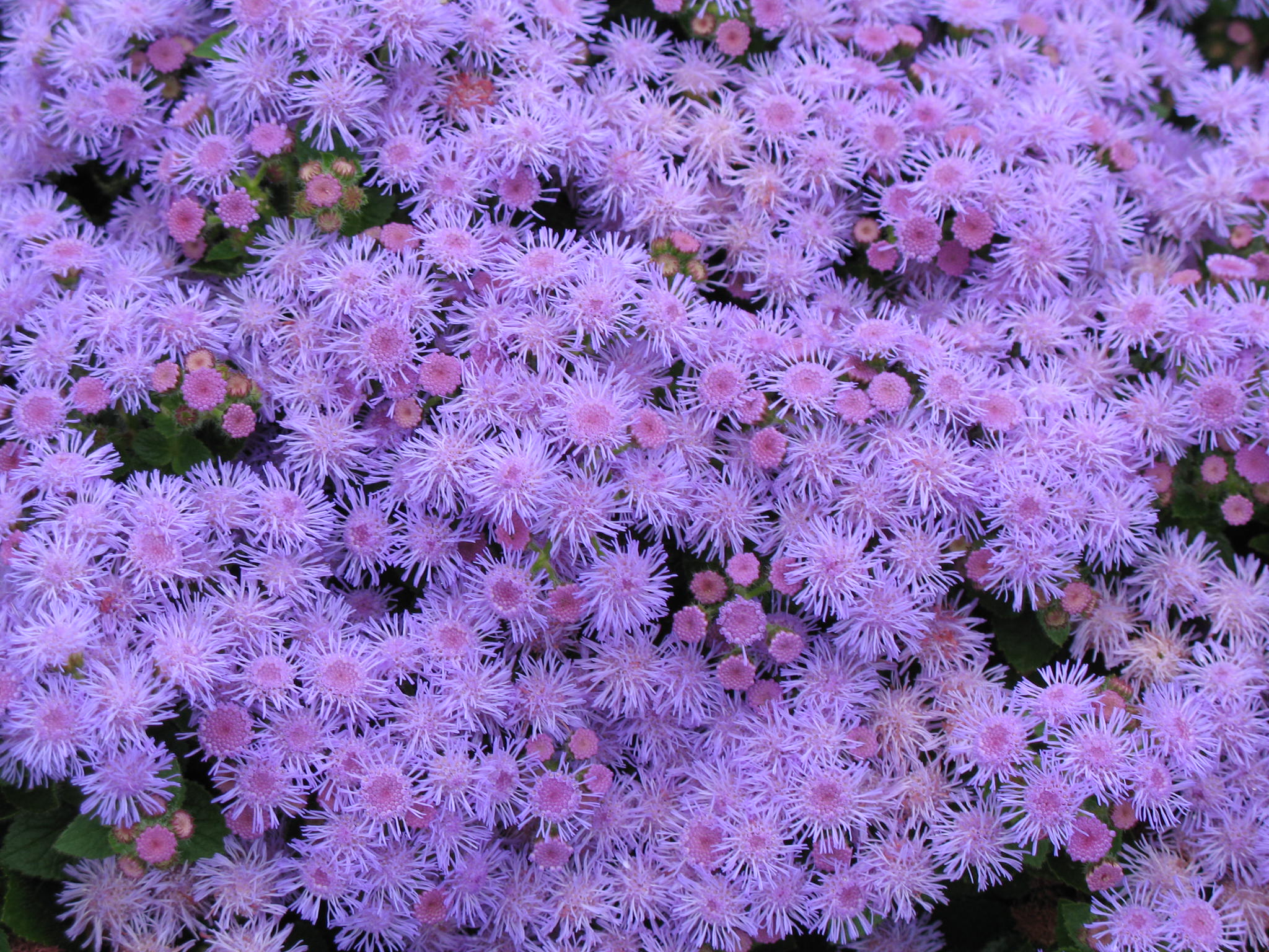 Ageratum houstonianum 'Artist Blue' / Artist Blue Ageratum