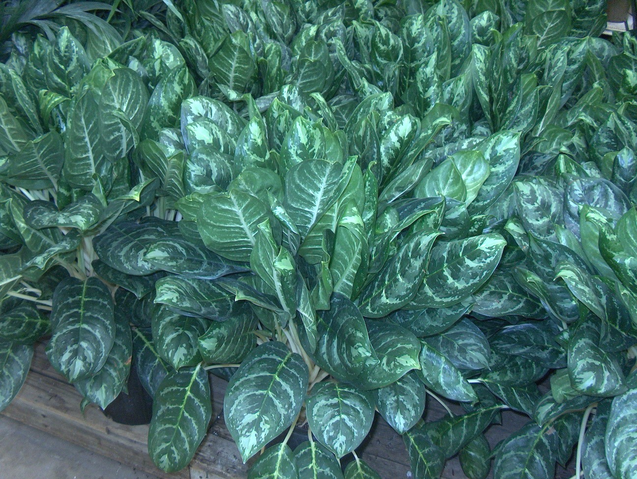 Aglaonema 'Calypso'    / Aglaonema 'Calypso'   