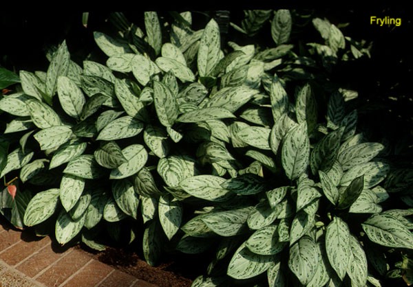 Aglaonema species / Aglaonema species