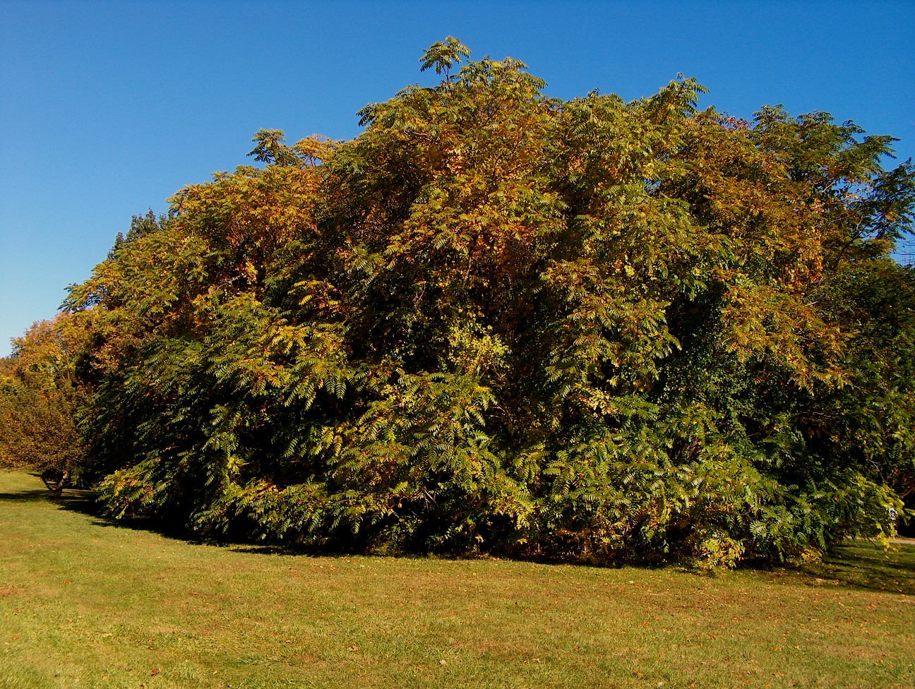 Ailanthus altissima / Tree of Heaven