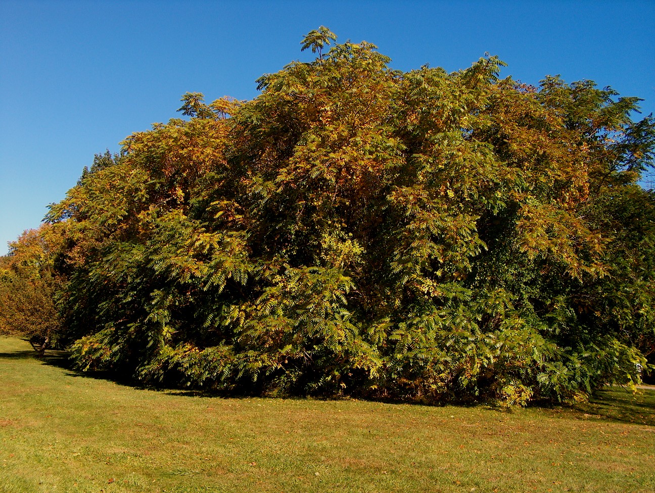 Ailanthus altissima / Ailanthus altissima