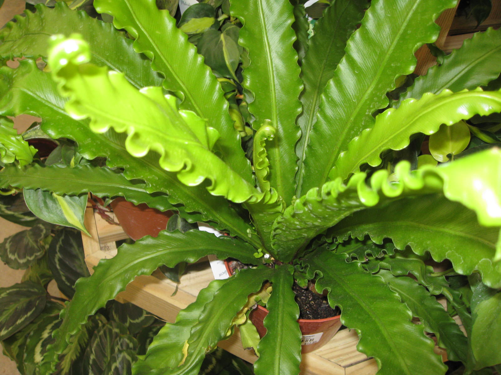 Asplenium nidus 'Victoria'  / Victoria Birdnest Fern