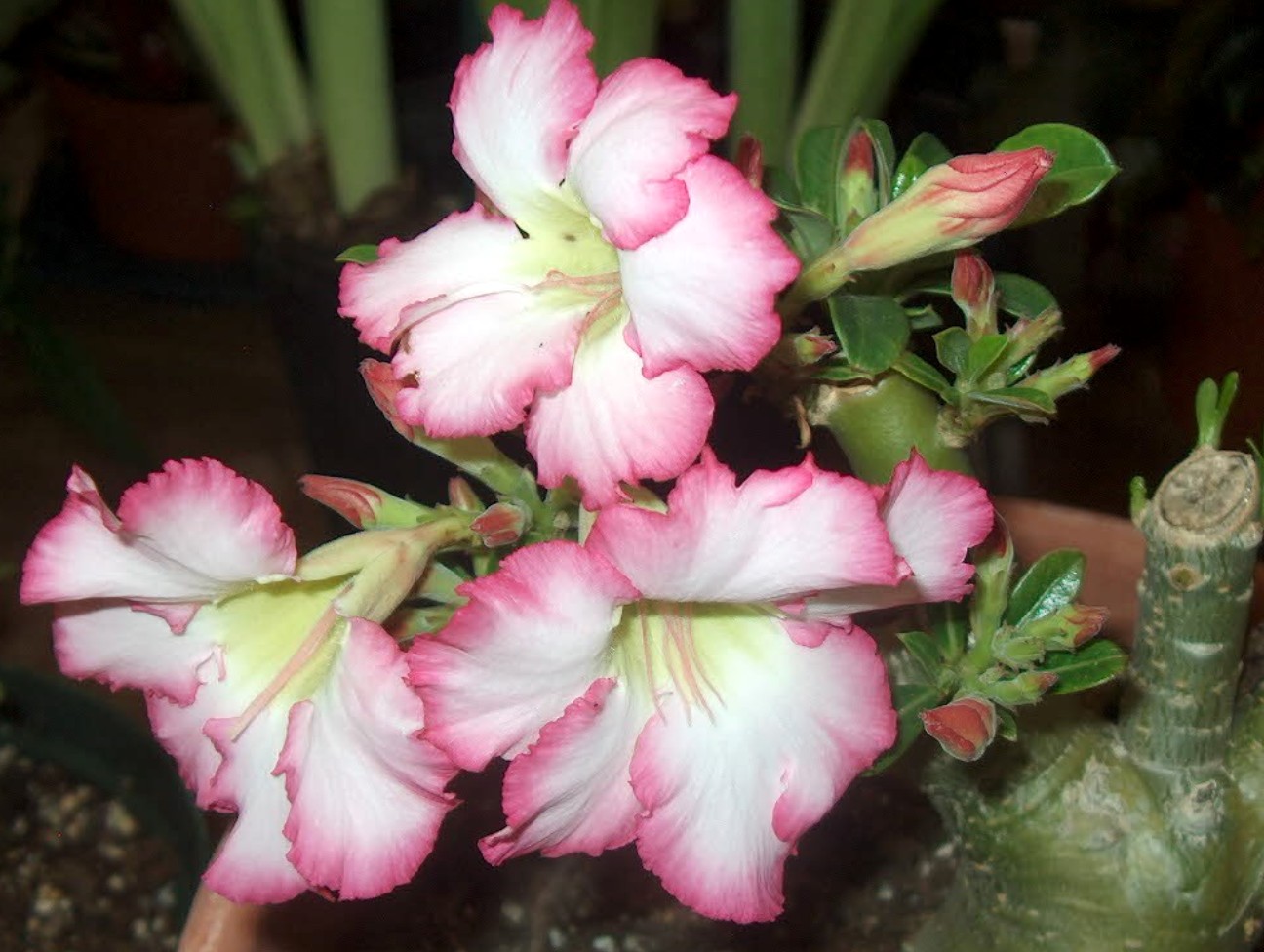 Adenium obesum  / Adenium obesum 