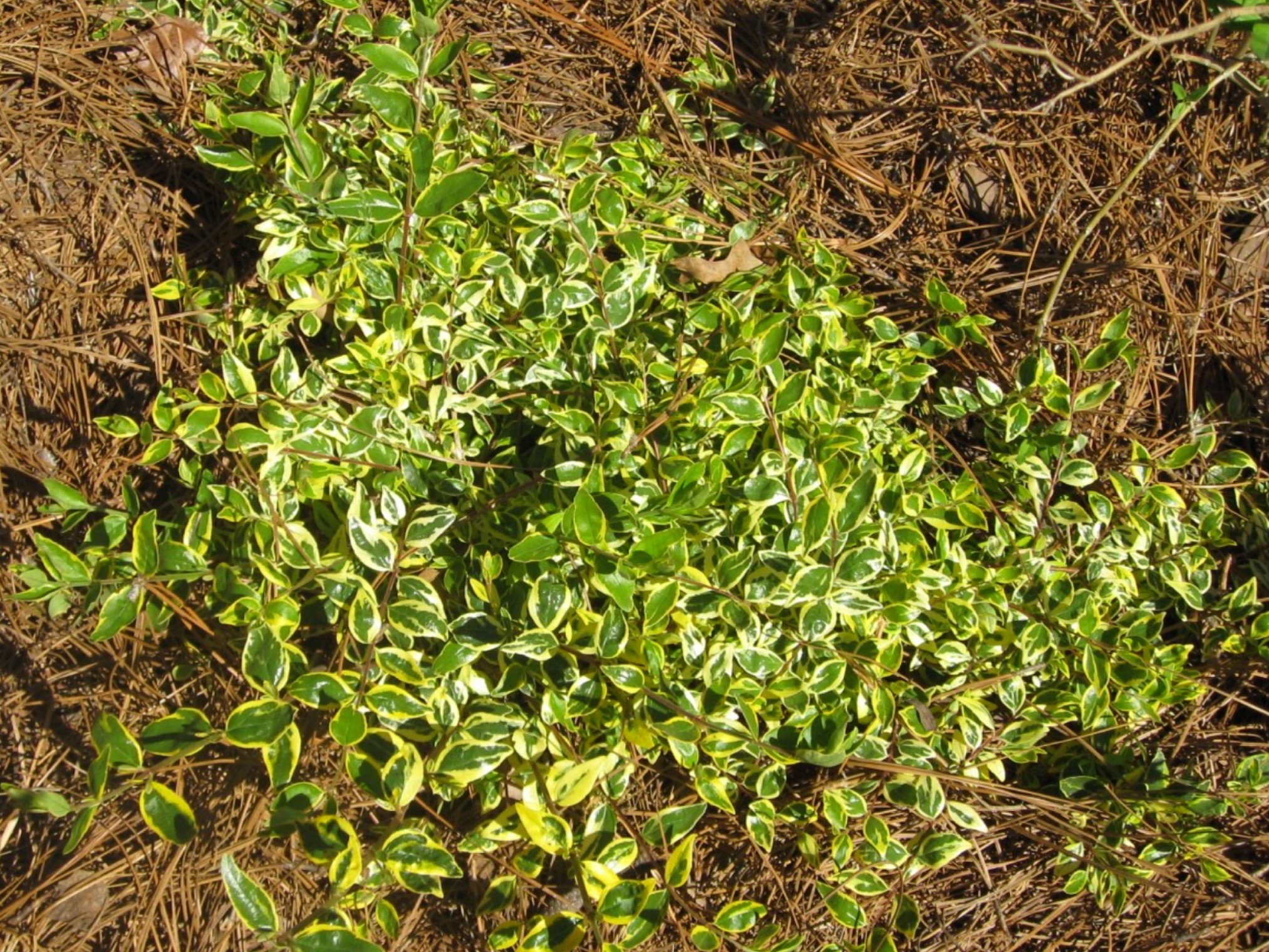 Abelia x grandiflora 'Hopleys' / Abelia x grandiflora 'Hopleys'
