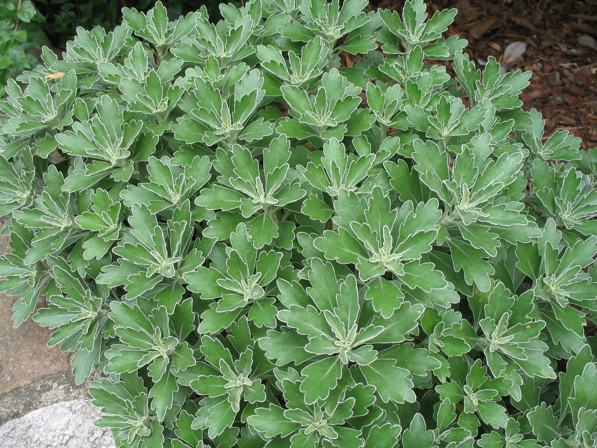 Ajania pacifica   / Pacific Chrysanthemum