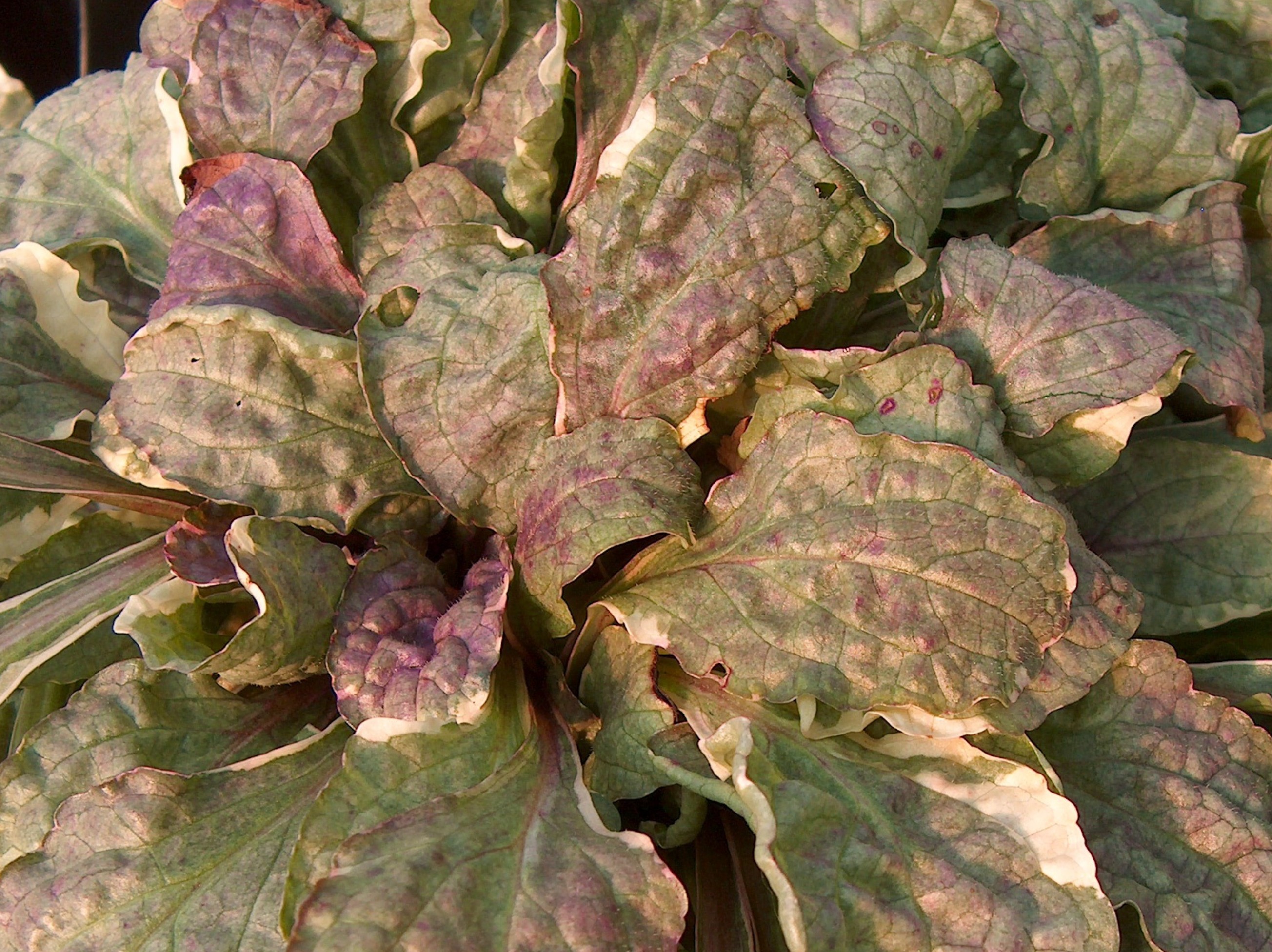 Ajuga reptans 'Burgundy Glow' / Ajuga reptans 'Burgundy Glow'