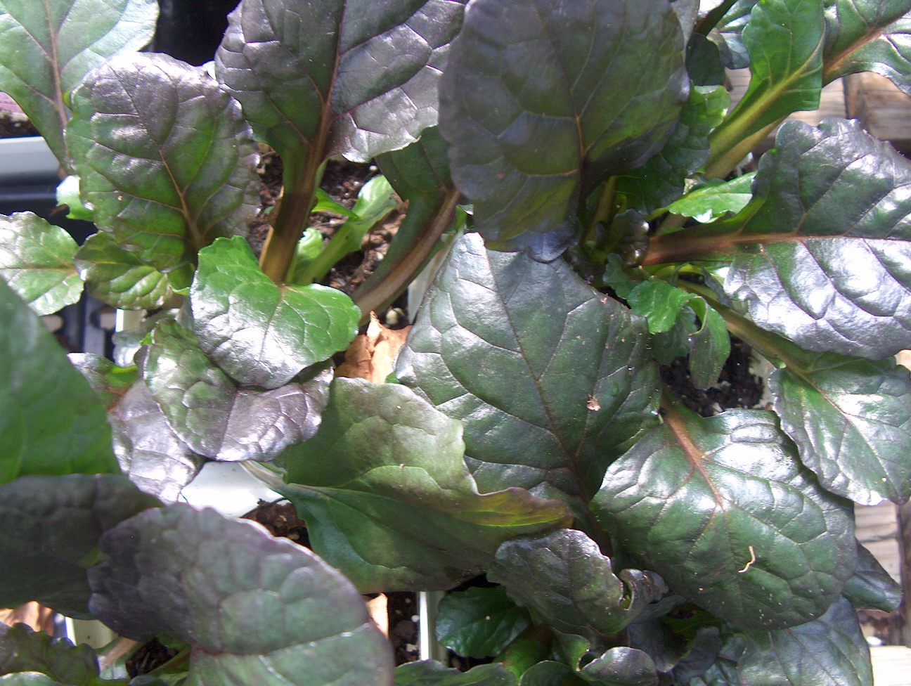 Ajuga reptans 'Caitlin's Giant'   / Caitlin's Giant Ajuga