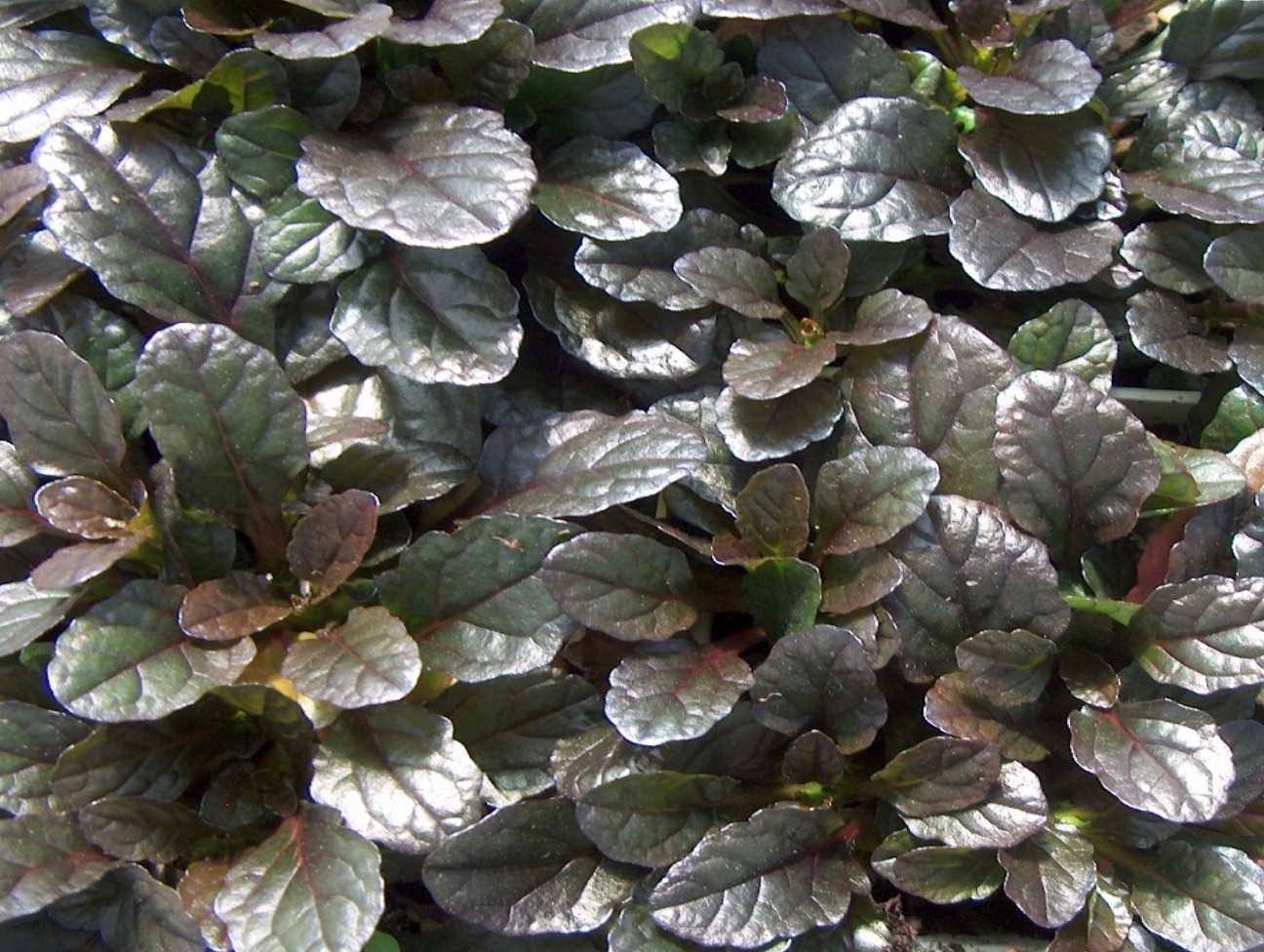 Ajuga reptans / Ajuga