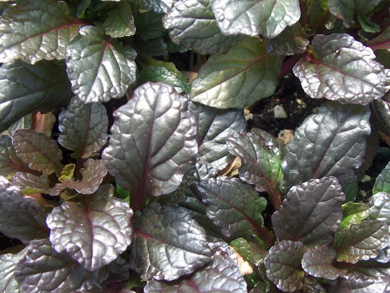 Ajuga reptans 'Metallica crispa' / Metallica Crispa Ajuga