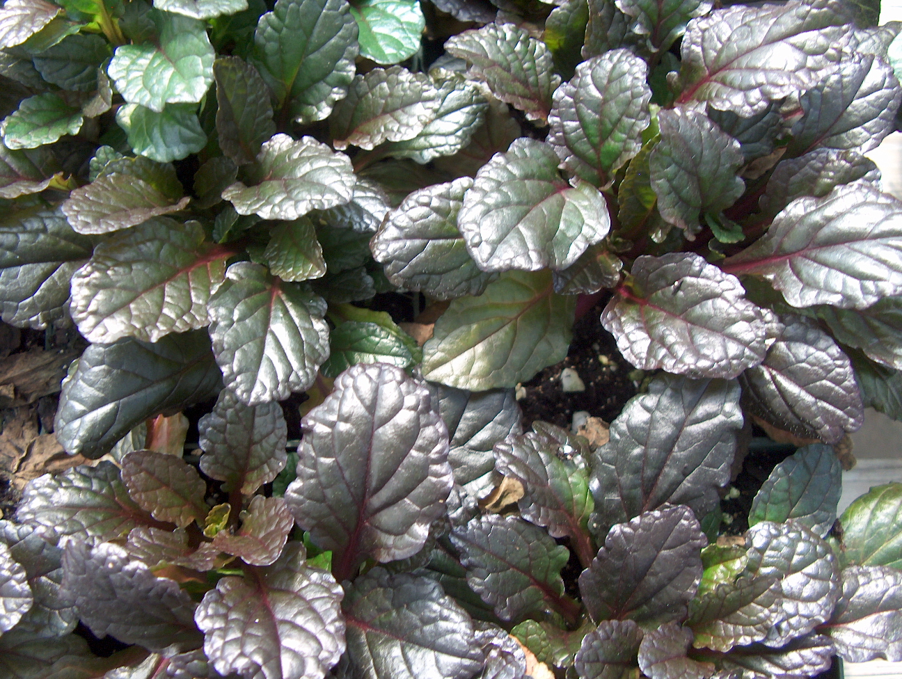 Ajuga reptans 'Rainbow'   / Rainbow Ajuga