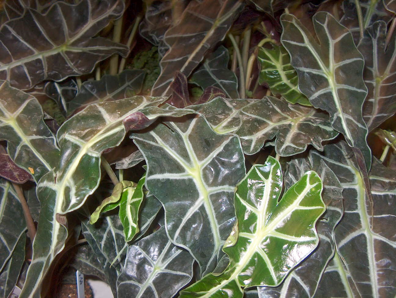 Alocasia × amazonica 'Polly' / Alocasia × amazonica 'Polly'