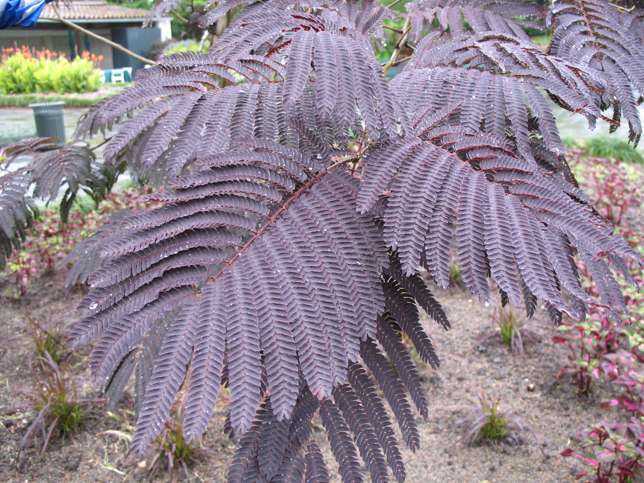 Albizia julibrissin 'Summer Chocolate'  / Summer Chocolate Mimosa