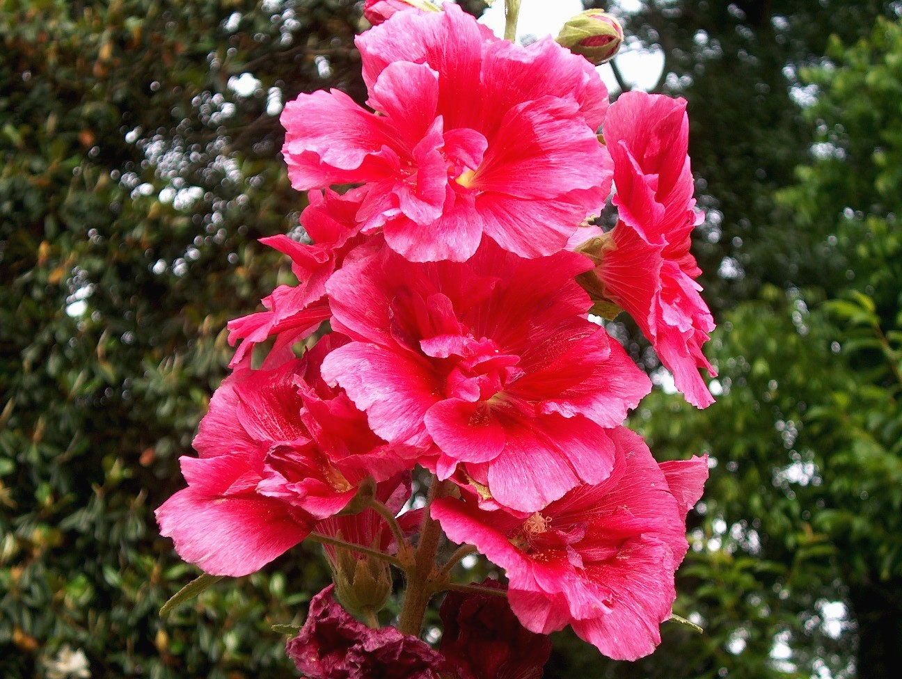 Alcea rosea / Hollyhock