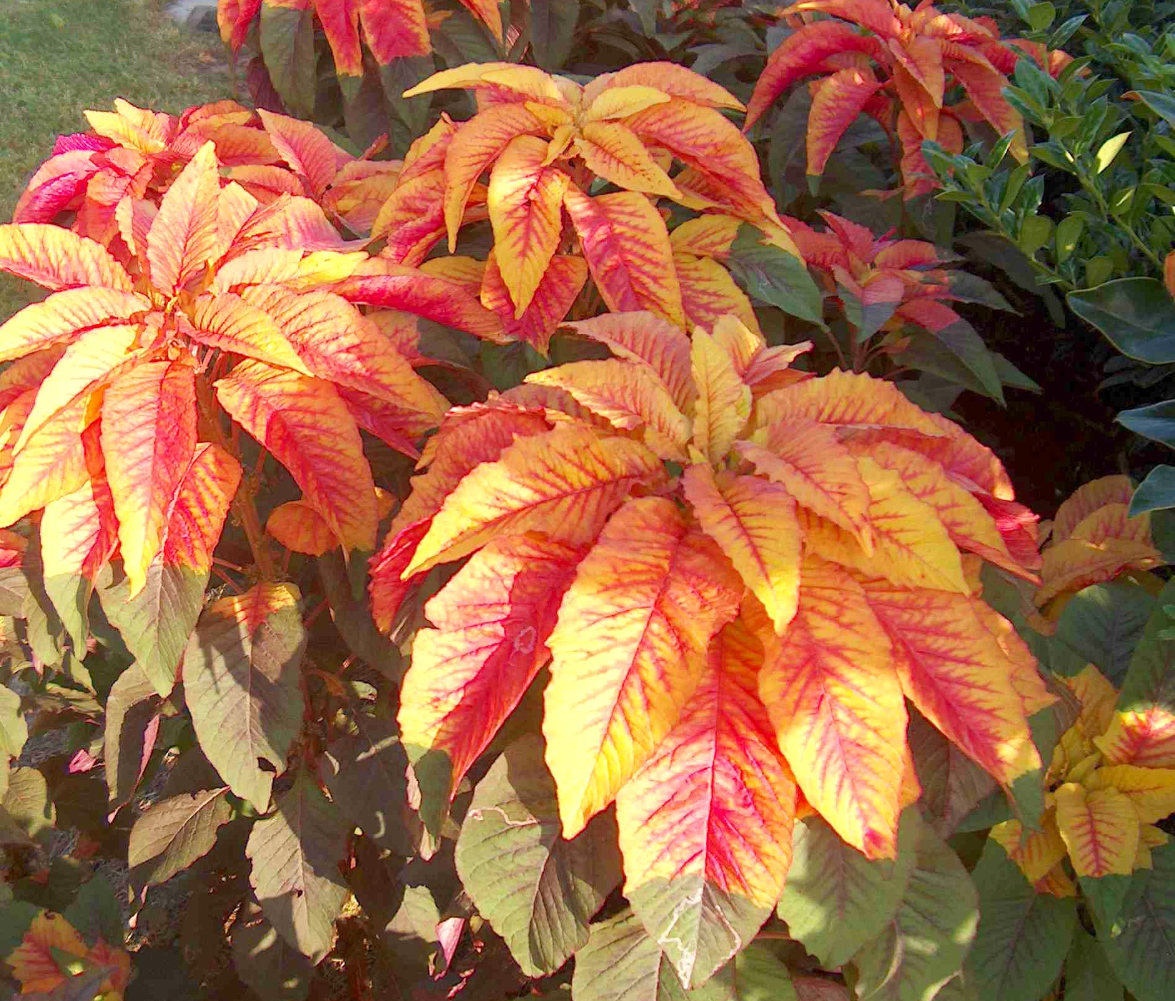 Amaranthus tricolor 'Illumination' / Amaranthus tricolor 'Illumination'