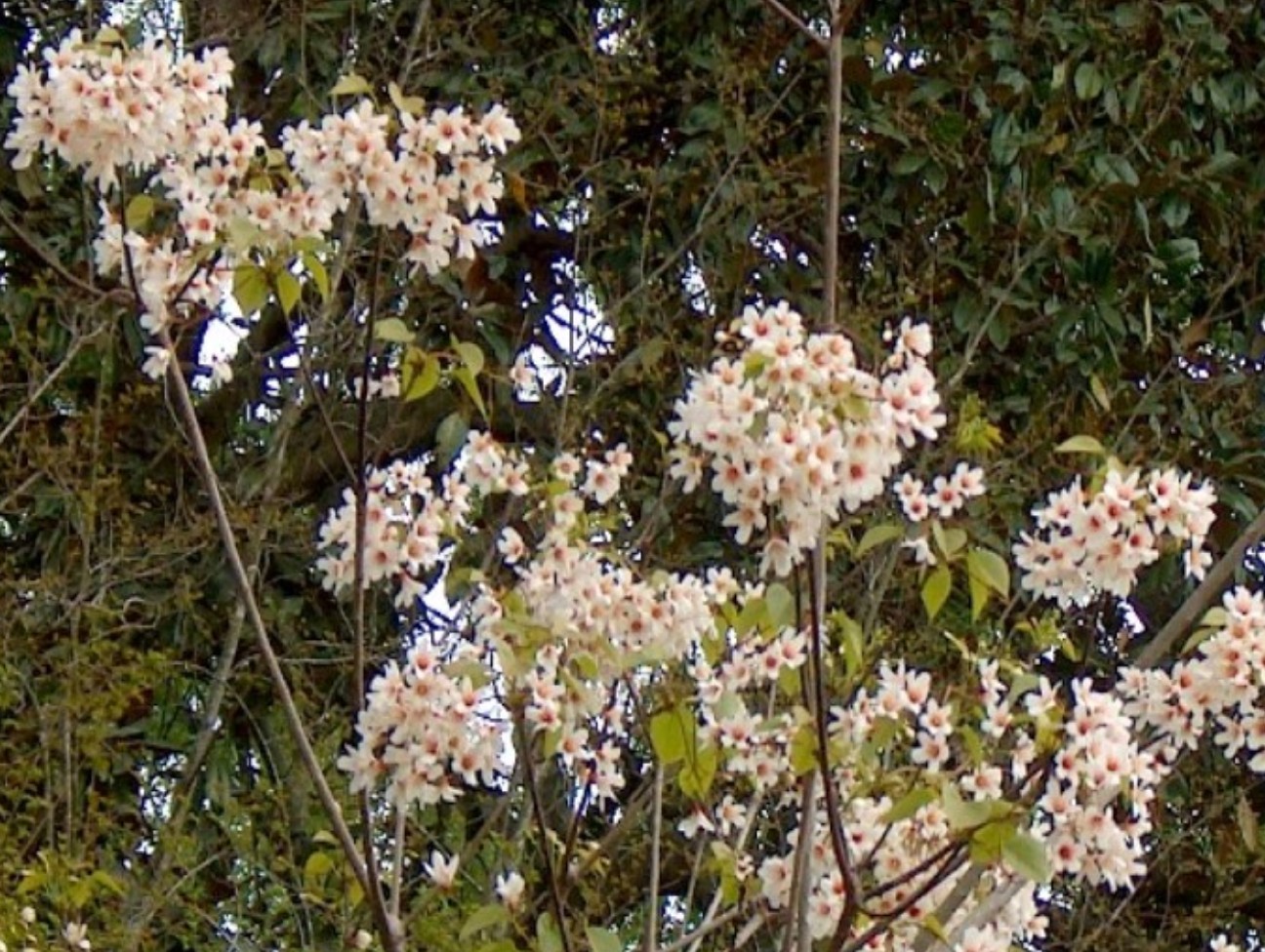 Aleurites fordii / Tung Oil Tree