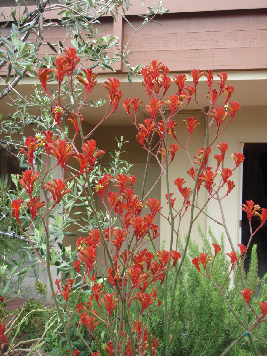 Anigozanthos rufus / Kangaroo Paw