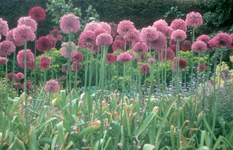 Allium giganteum / Flowering Onion