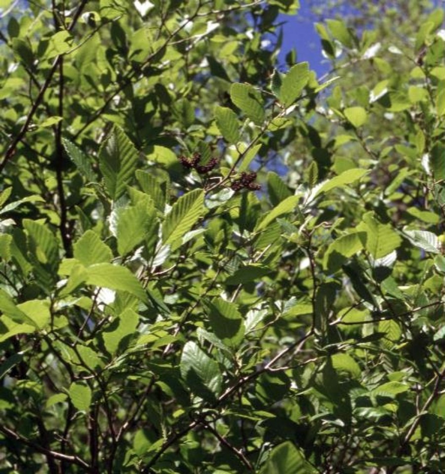 Alnus glutinosa / European Alder