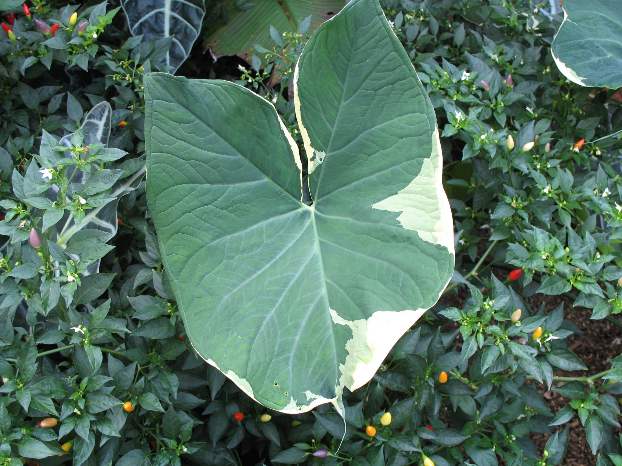 Alocasia cucullata / Alocasia cucullata