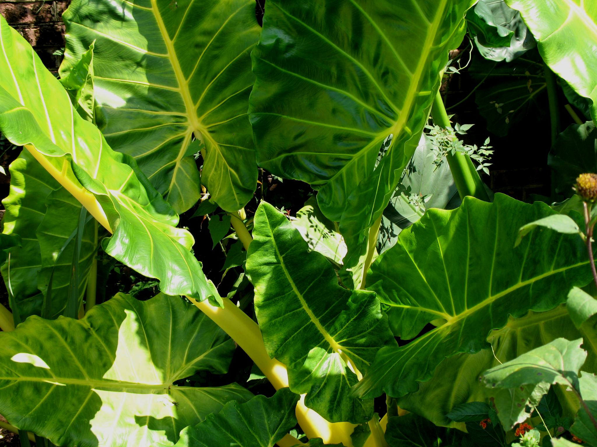 Alocasia macrorrhiza 'Lutea' / Golden Elephant Ear