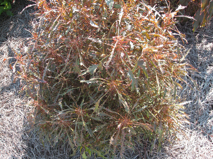 Acalypha 'Sizzle Scissors' / Sizzle Scissors Copper Plant