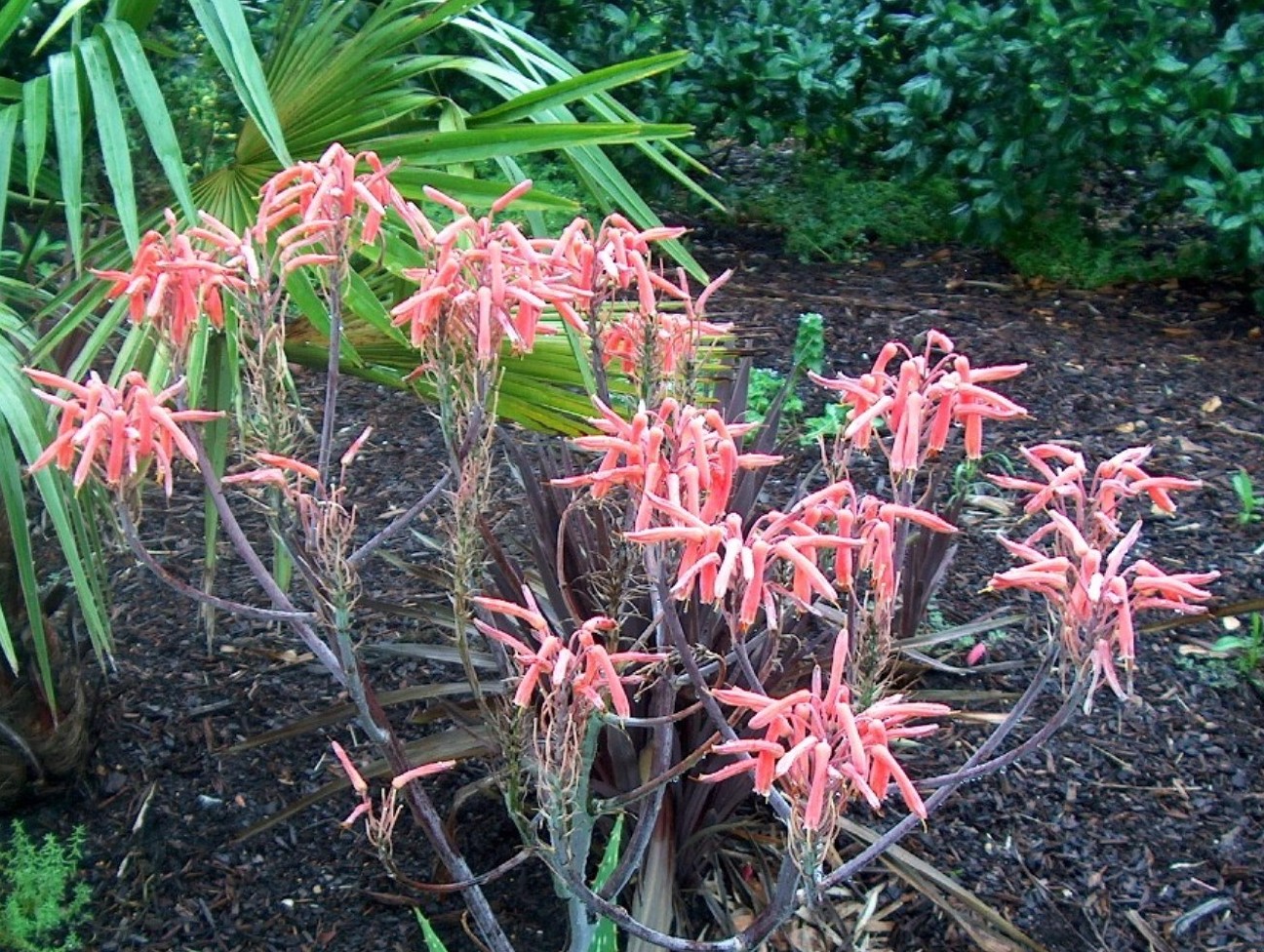 Aloe saponaria  / Aloe saponaria 