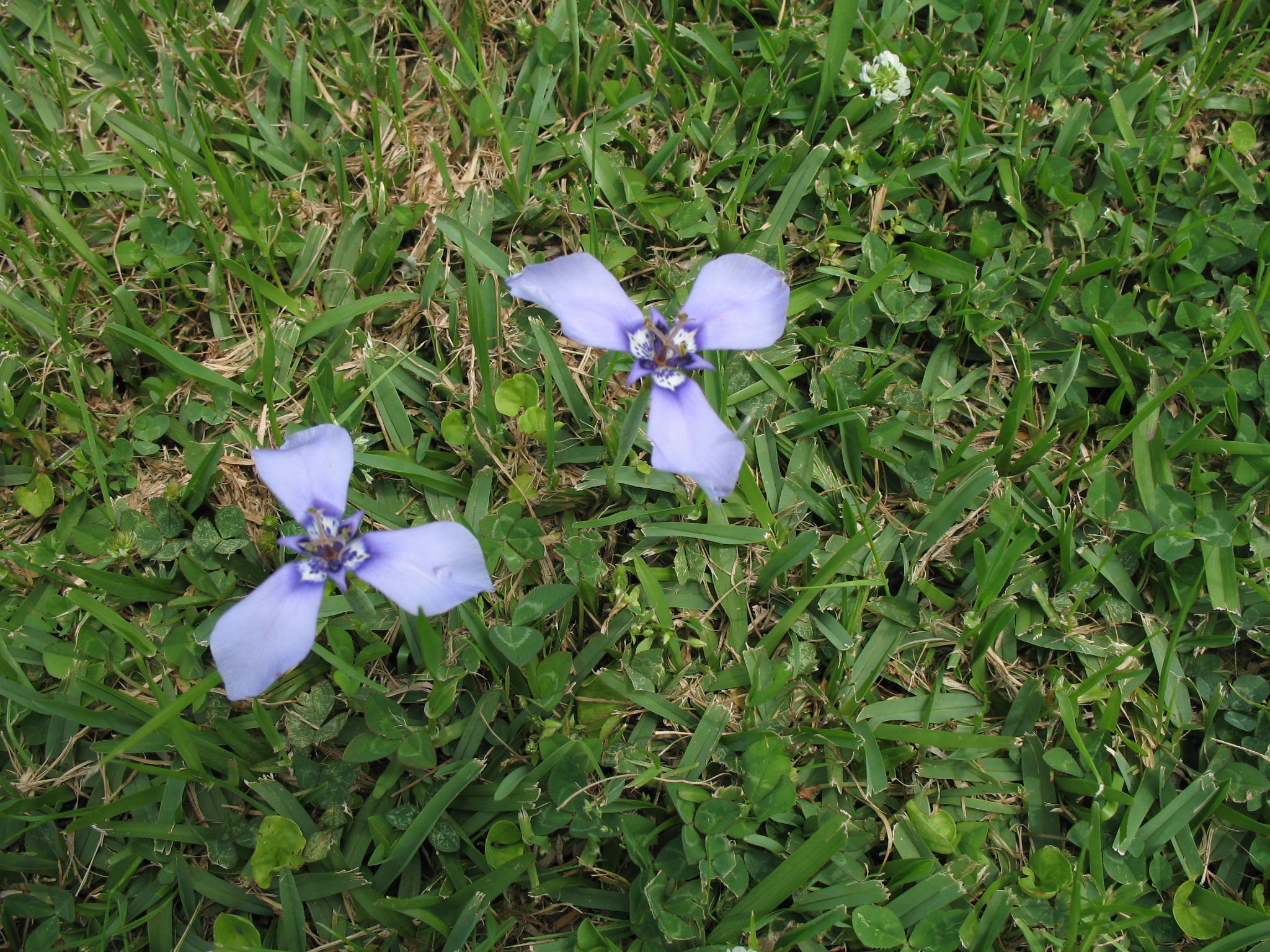 Alophia drummondii   / Purple Pleat-Leaf