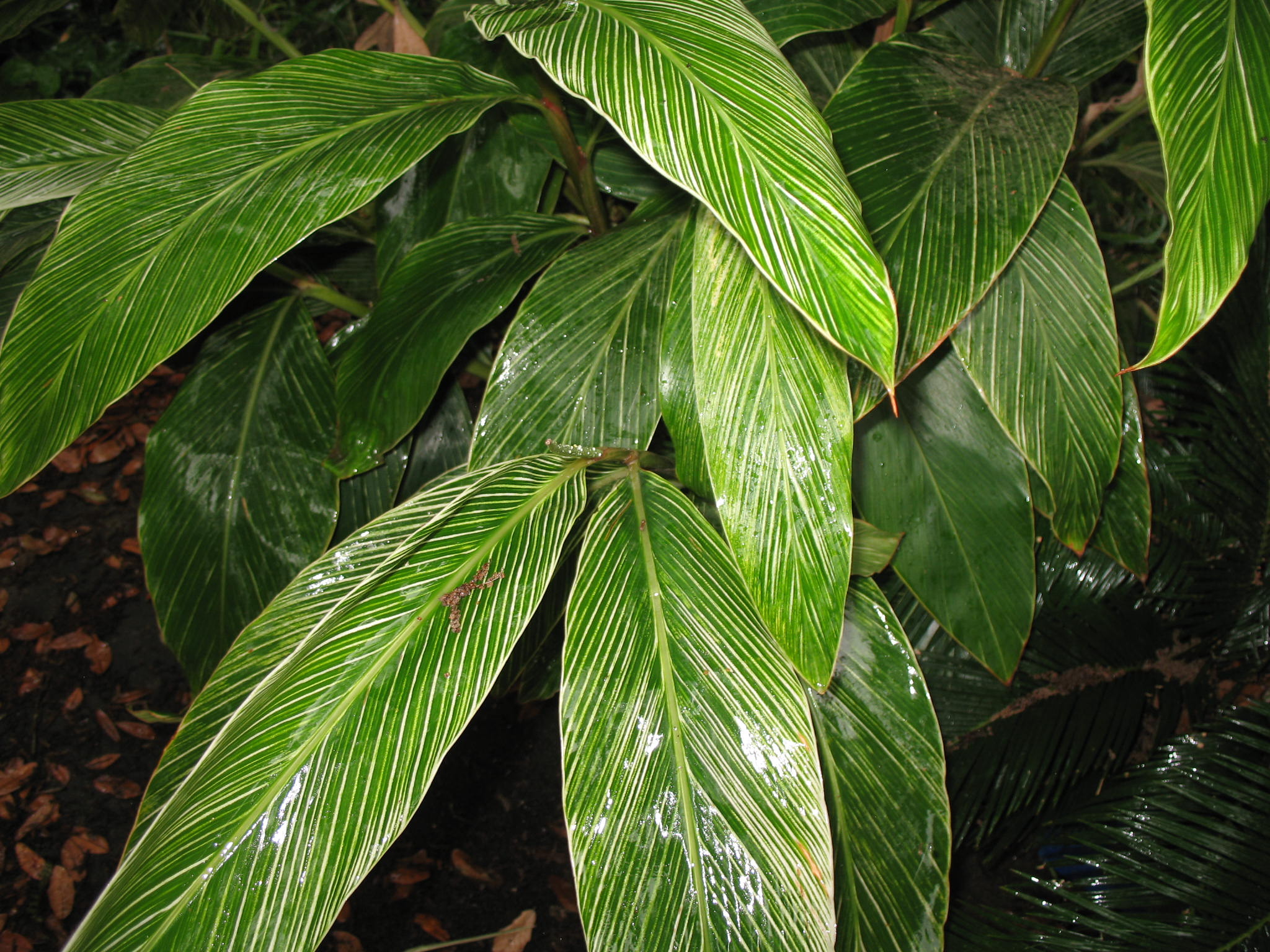 Alpinia formosana 'Pinstripe'   / Alpinia formosana 'Pinstripe'  