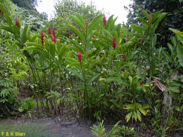 Alpinia purpurata / Red Ginger