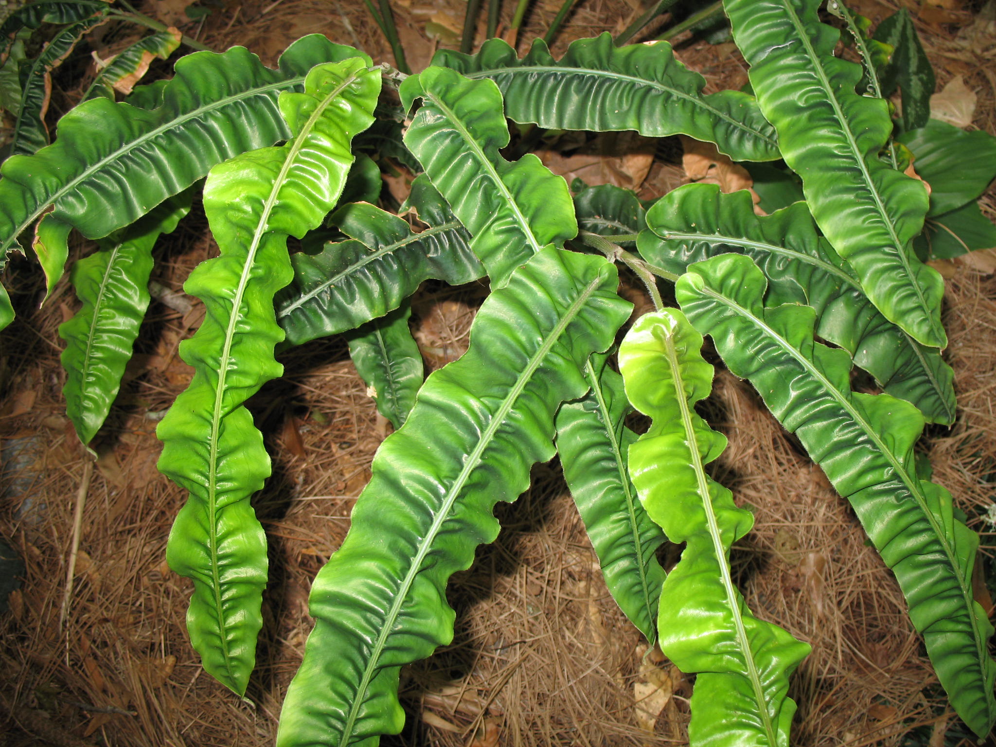 Alpinia rugosa  / Alpinia rugosa 