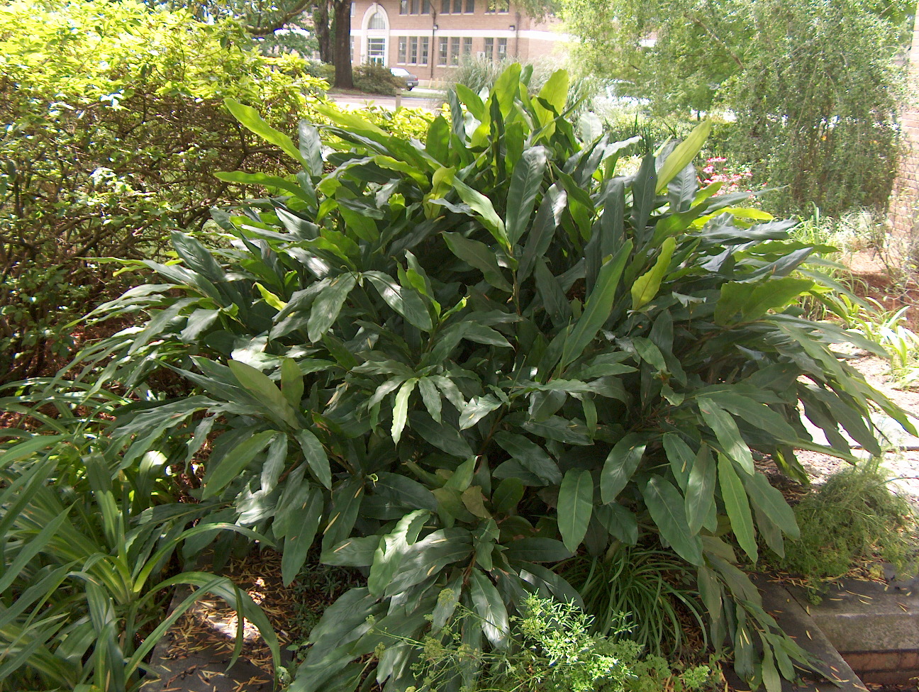 Alpinia zerumbet 'Nana' / Dwarf Shell Ginger