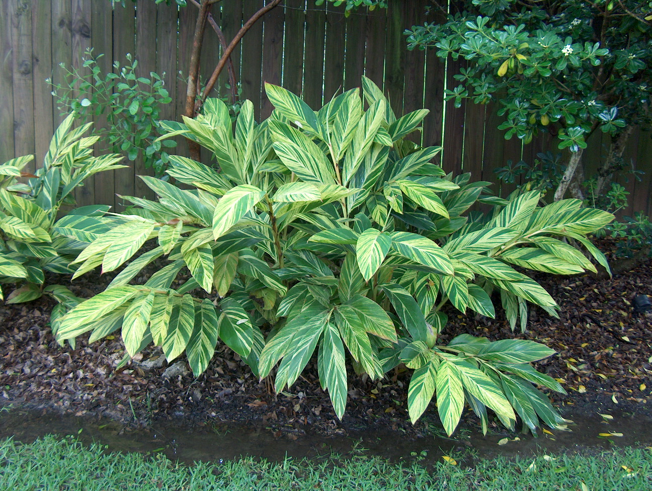 Alpinia zerumbet 'Variegata'   / Variegated Shell Ginger